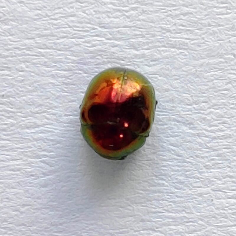 169 Chrysomelidae
