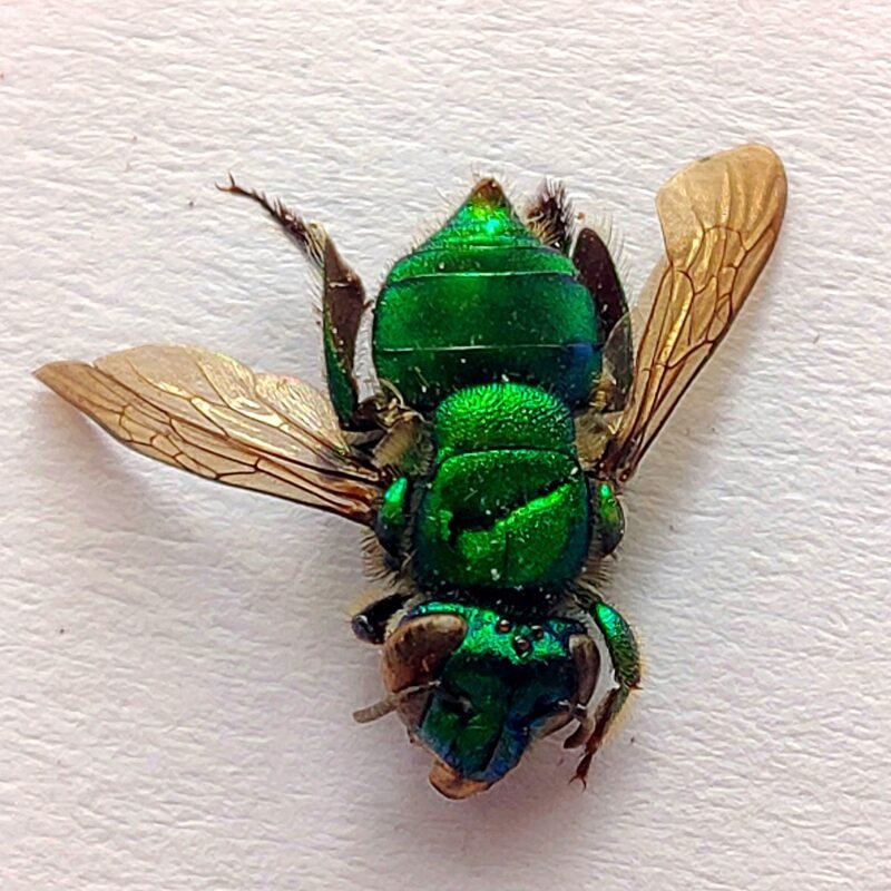 17 Apidae