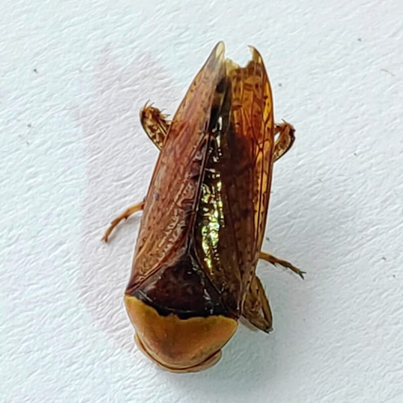 17 Cicadellidae