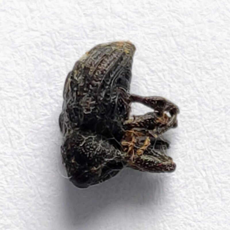17 Curculionidae