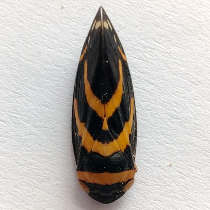 17 Fulgoridae