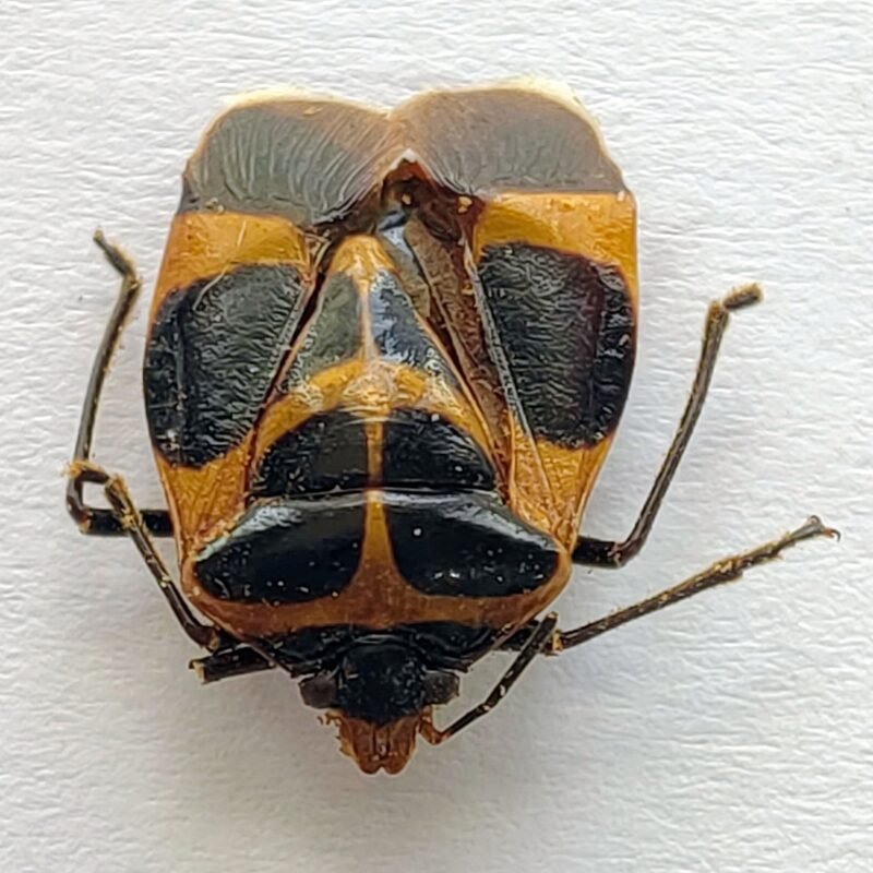 17 Pentatomidae