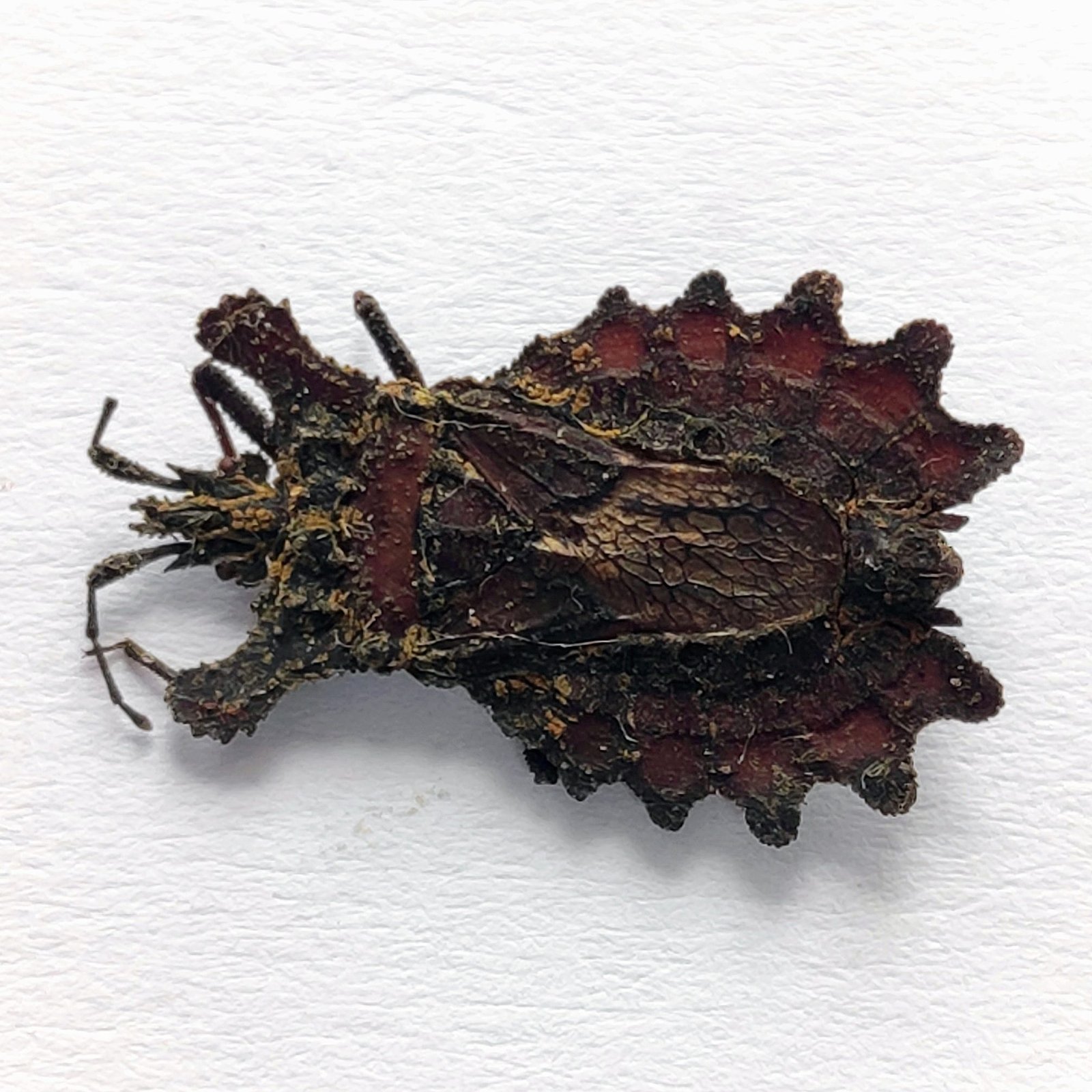 17 Reduviidae - Image 2