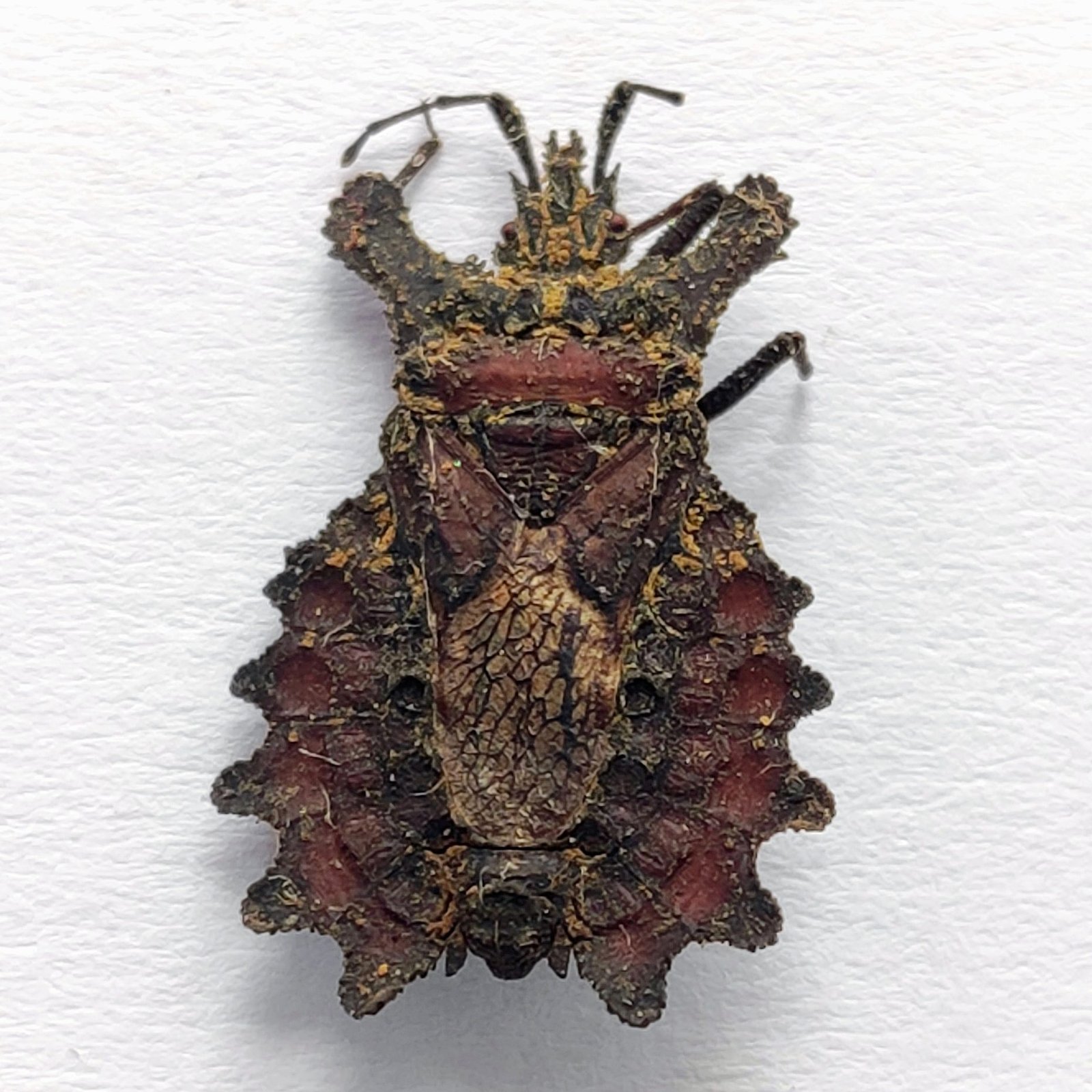 17 Reduviidae - Image 3