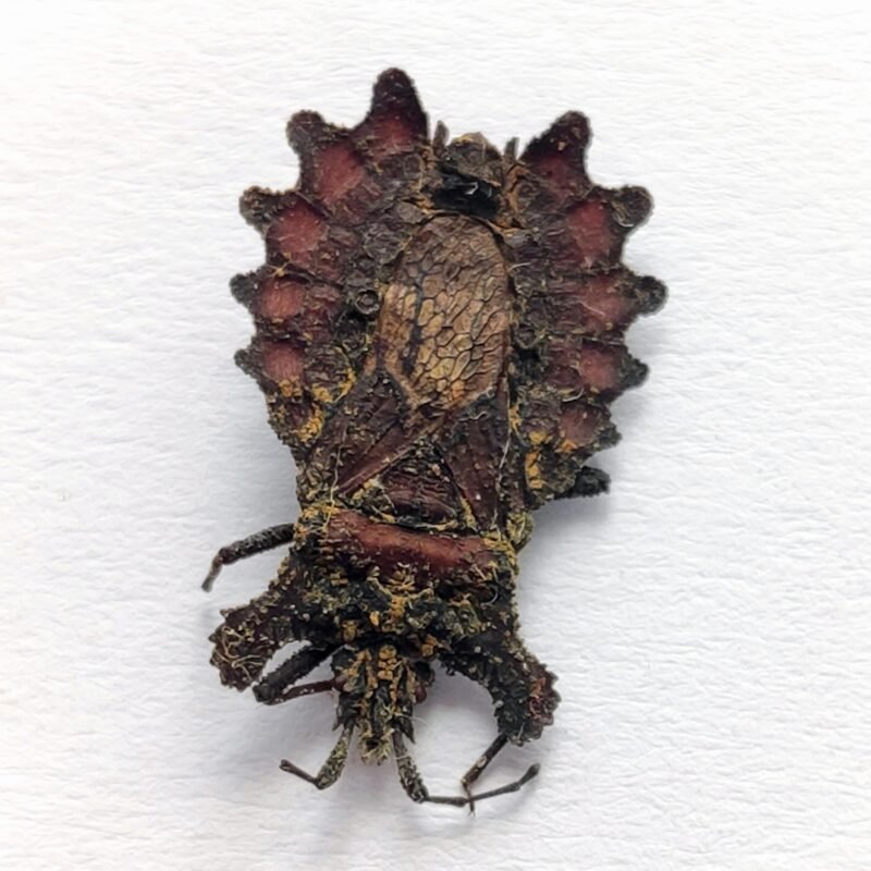 17 Reduviidae