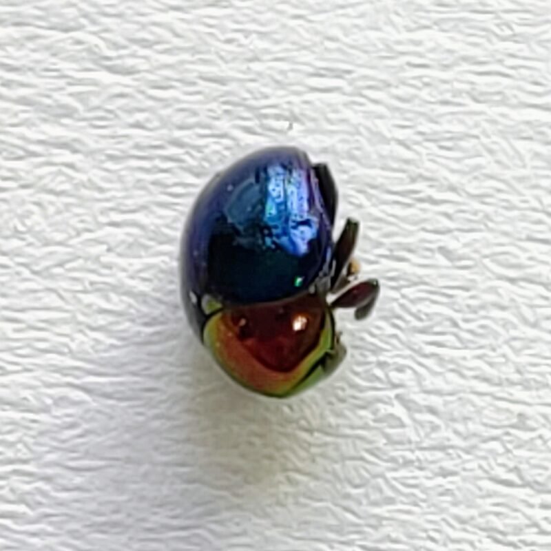 170 Chrysomelidae