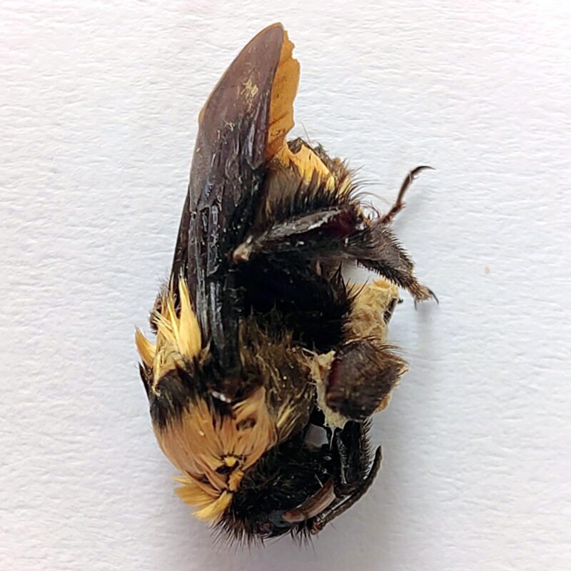 18 Apidae