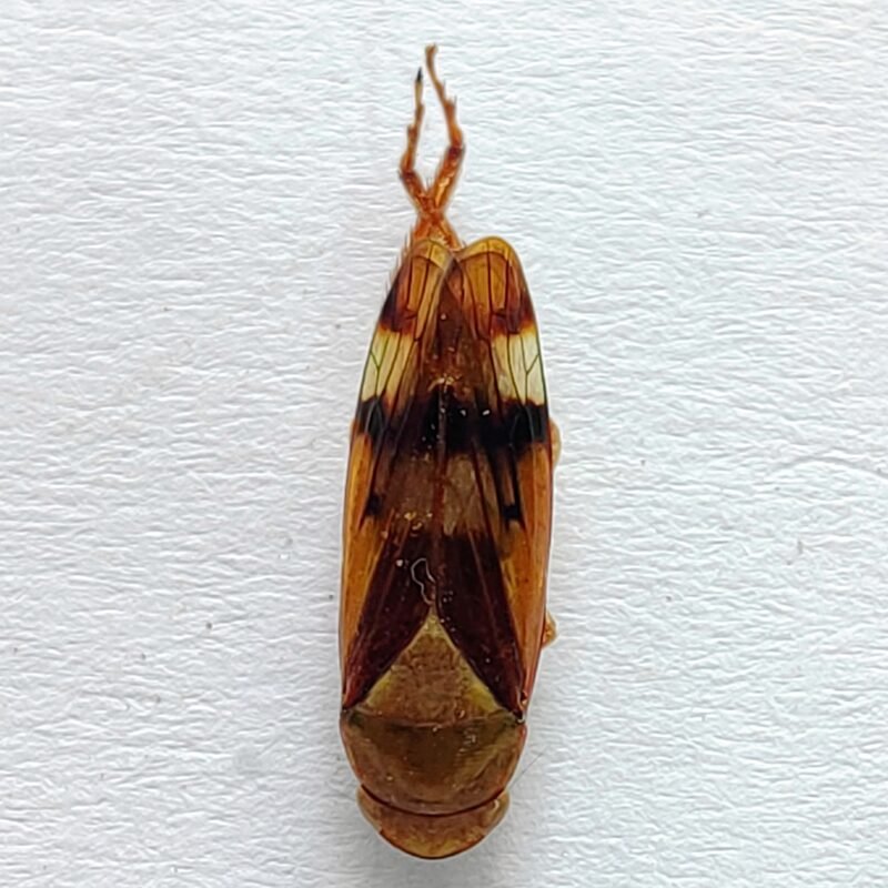18 Cicadellidae