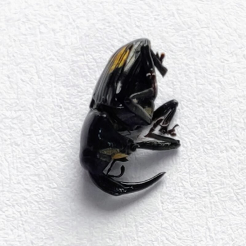 18 Curculionidae
