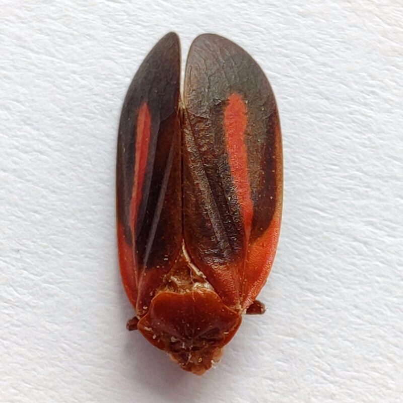 18 Fulgoridae
