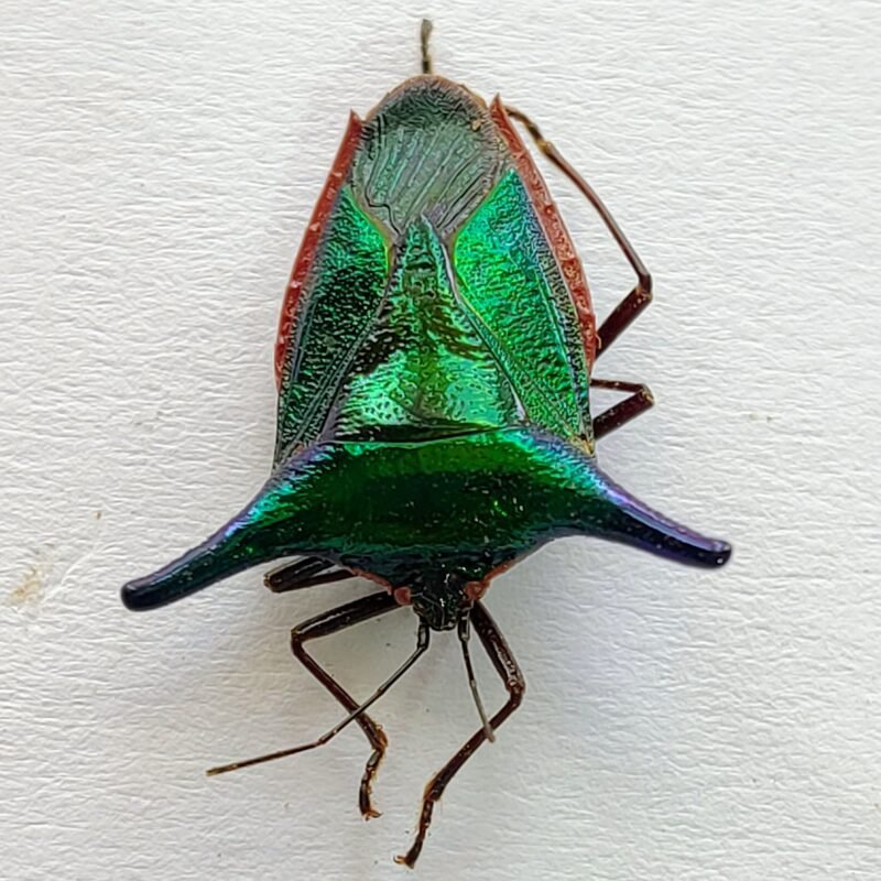 18 Pentatomidae