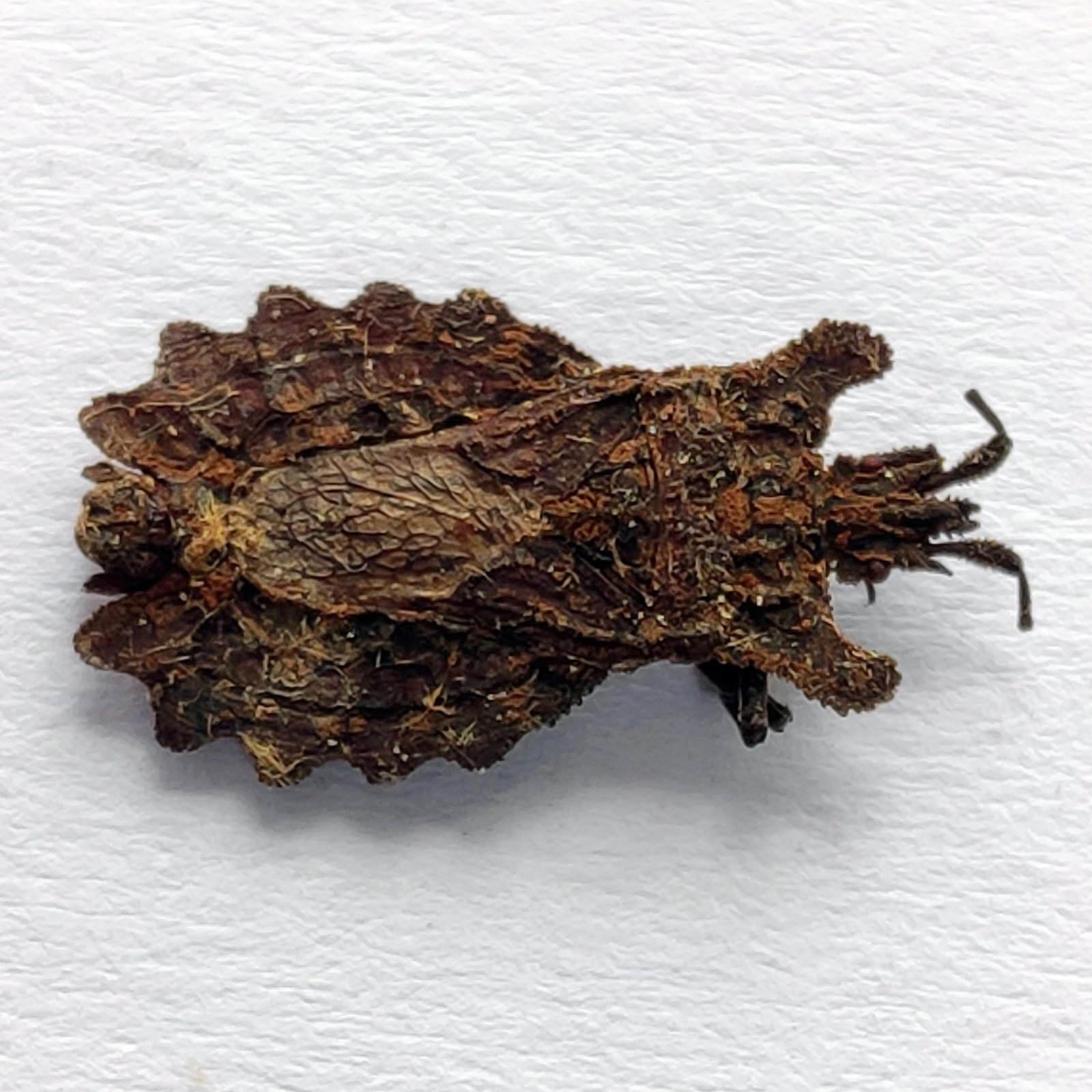 18 Reduviidae - Image 2