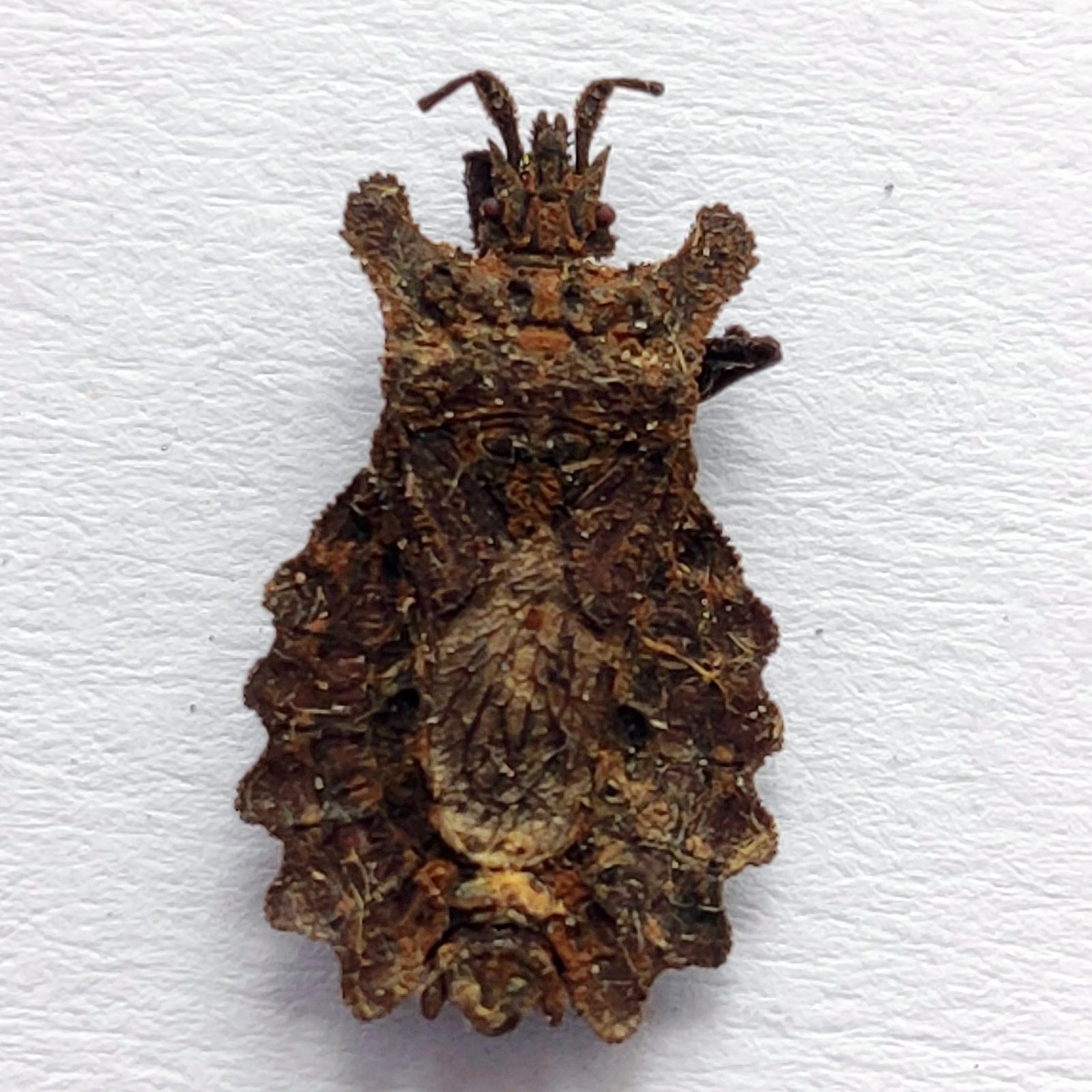 18 Reduviidae - Image 3