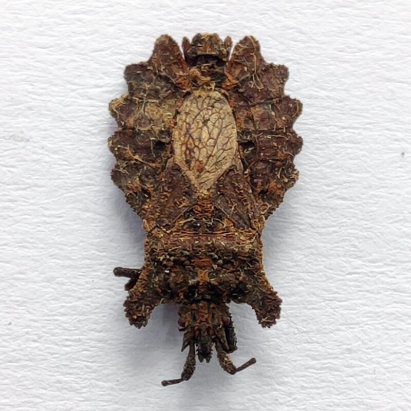 18 Reduviidae