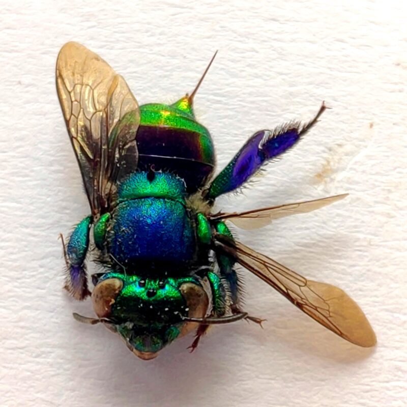 19 Apidae