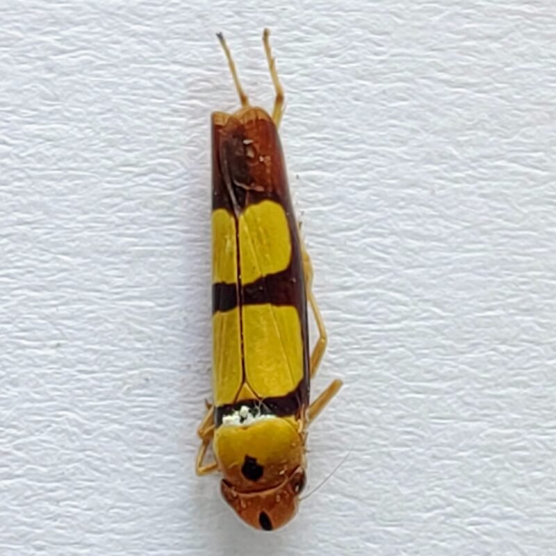 19 Cicadellidae