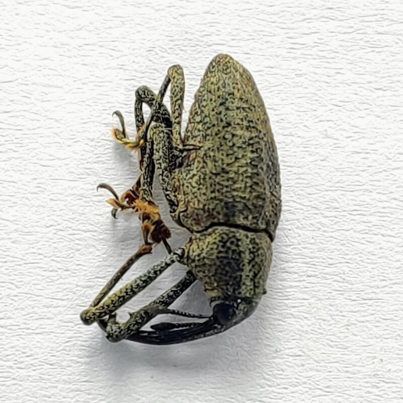19 Curculionidae