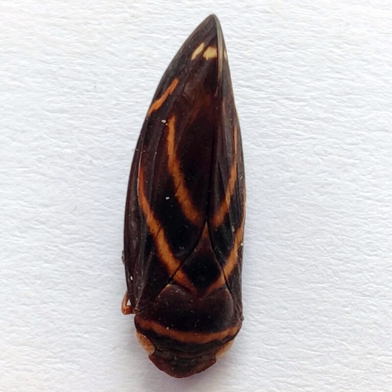 19 Fulgoridae