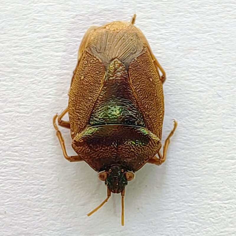 19 Pentatomidae