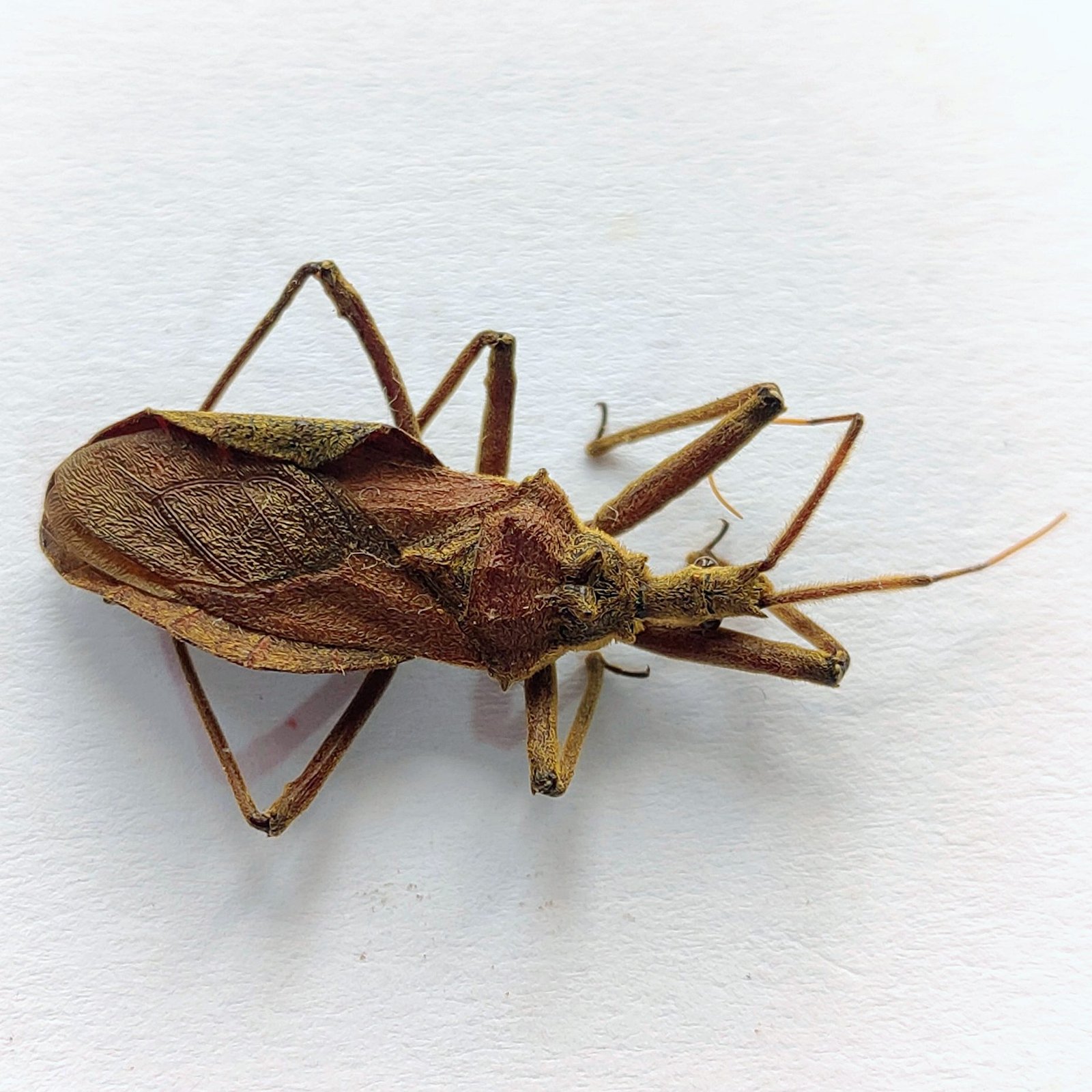 19 Reduviidae - Image 2