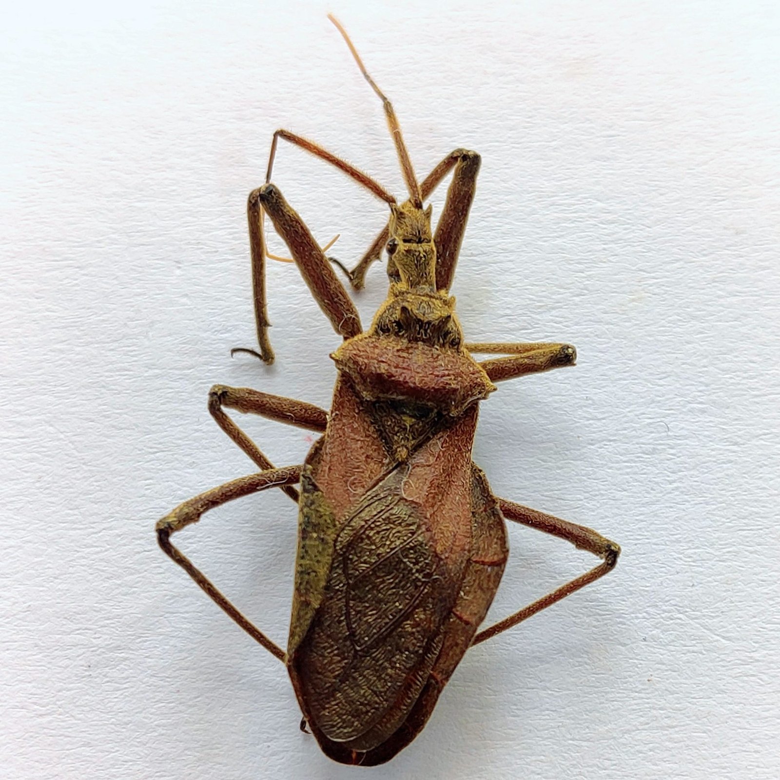 19 Reduviidae - Image 3