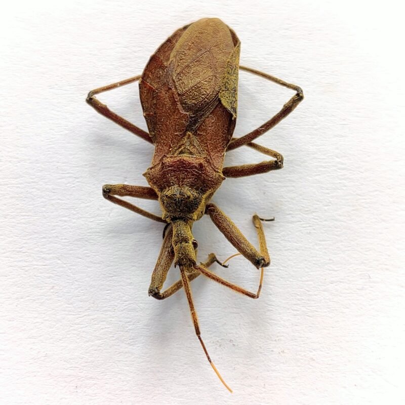 19 Reduviidae