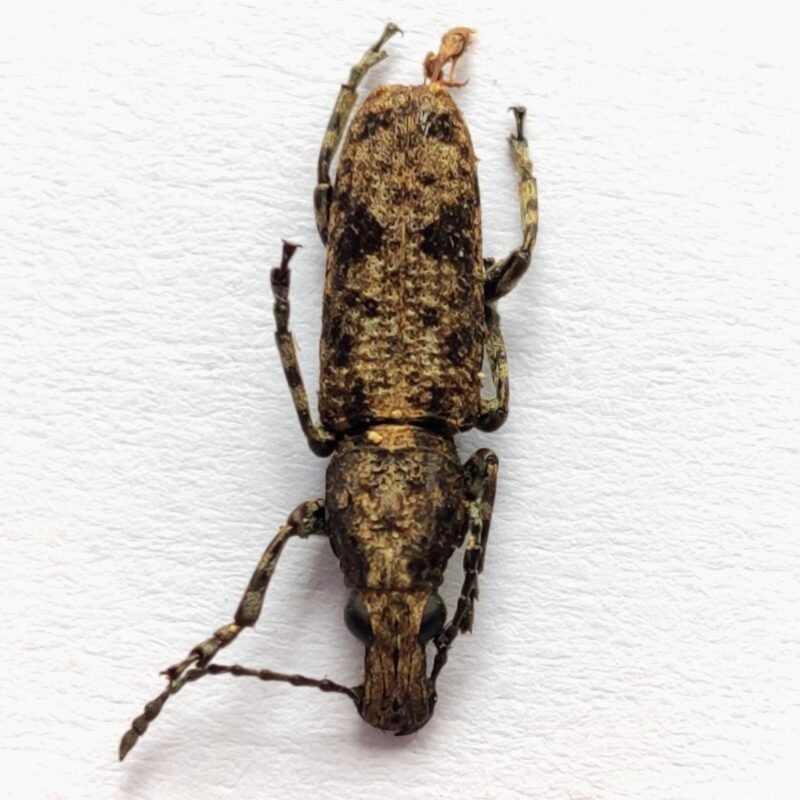 2 Anthribidae