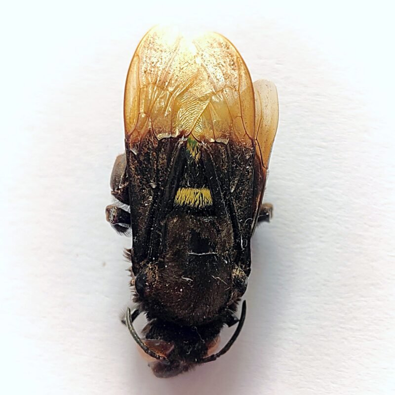 2 Apidae
