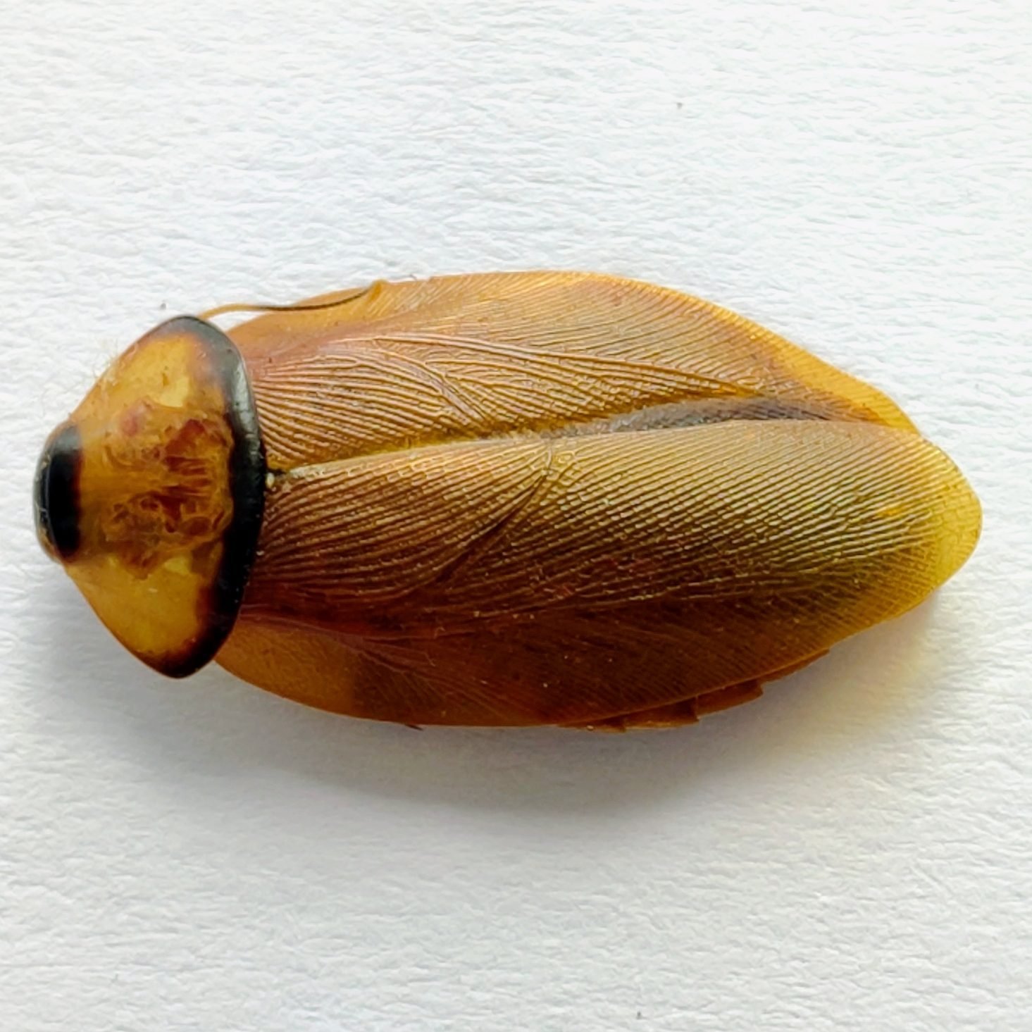 1 Blattodea - Image 2