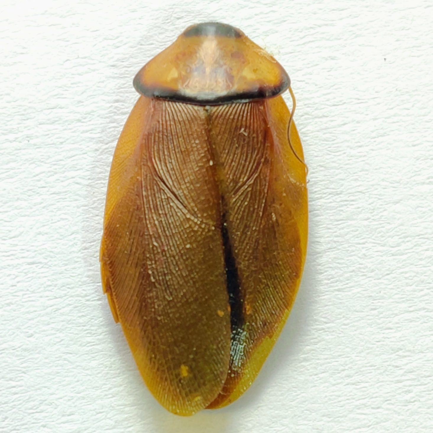 1 Blattodea - Image 3