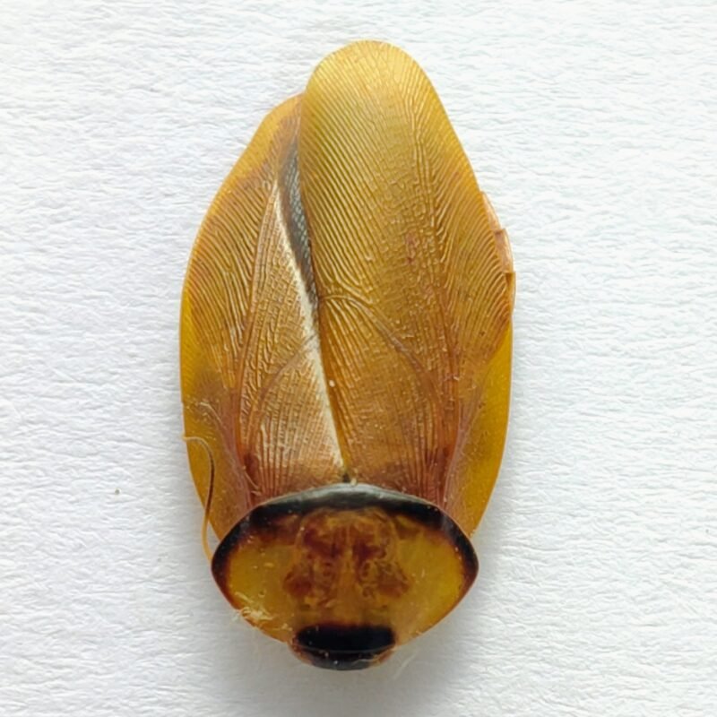 1 Blattodea