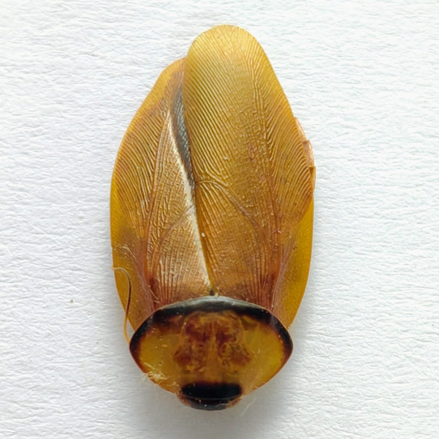 1 Blattodea