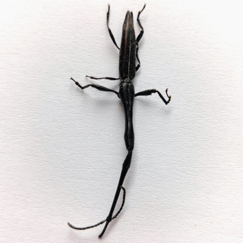 2 Brentidae