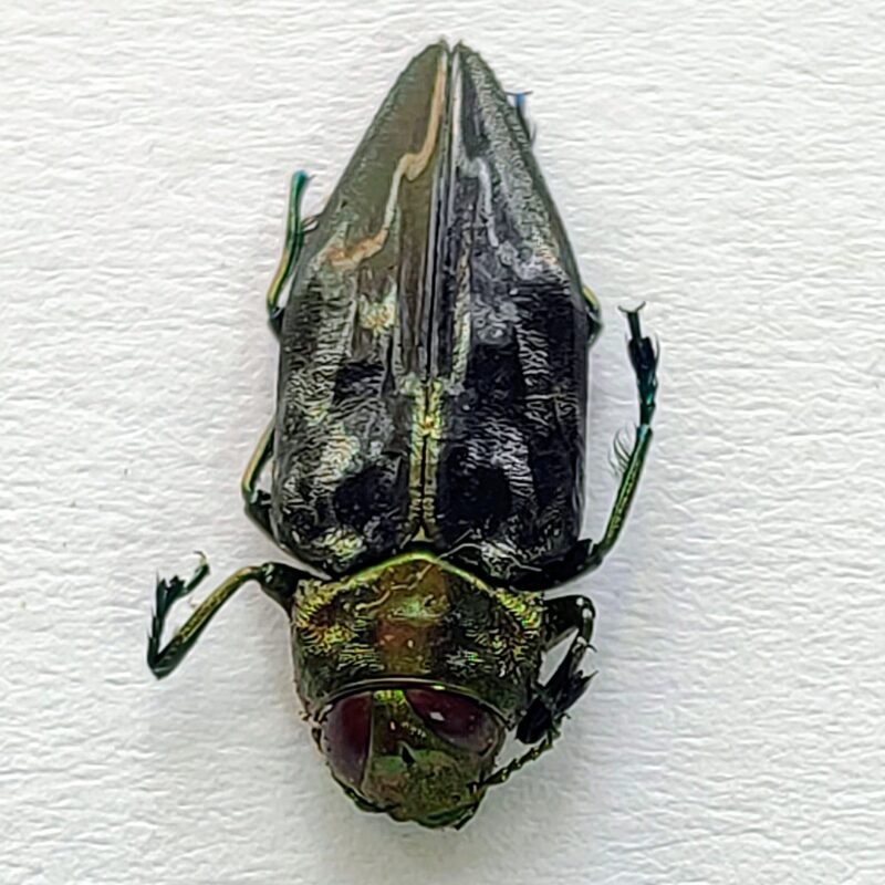 2 Buprestidae