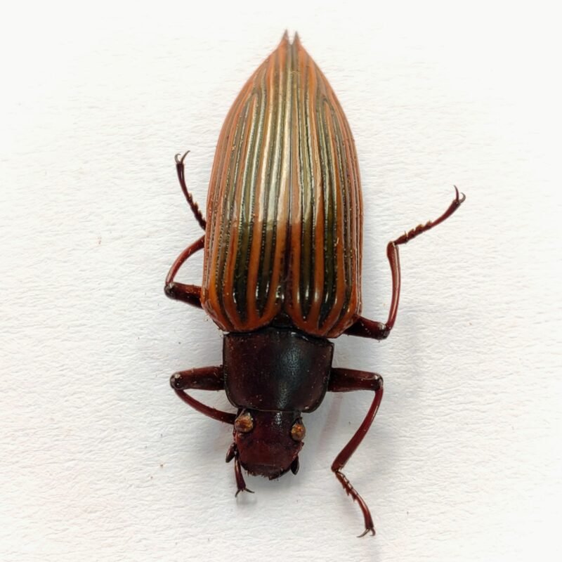 2 Carabidae