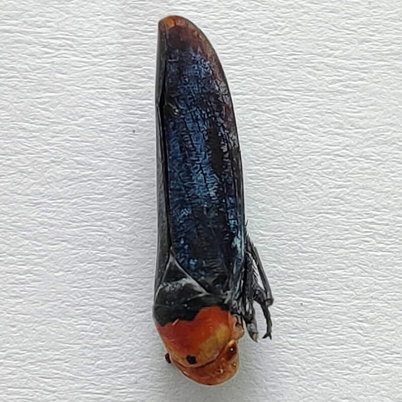 2 Cicadellidae