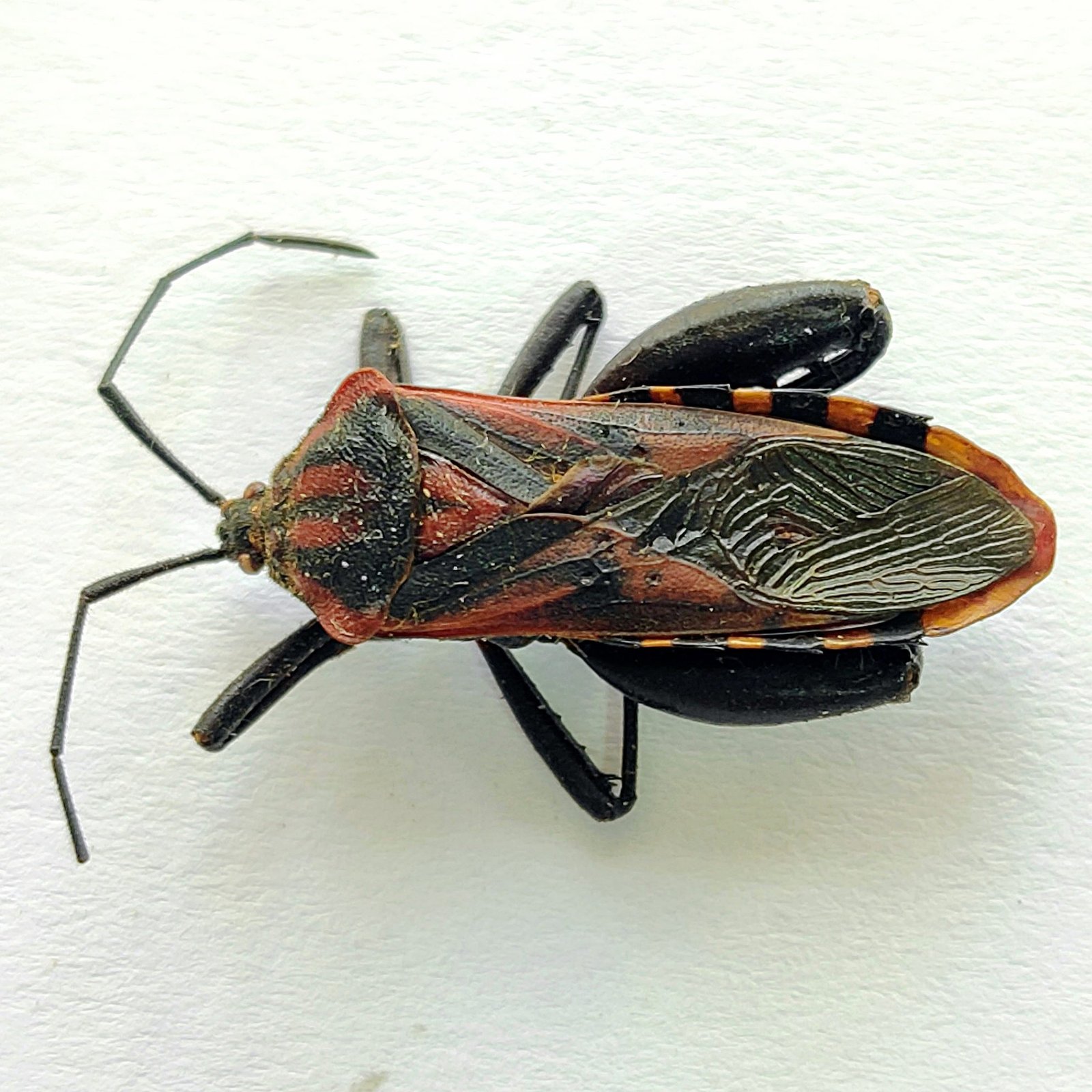 2 Coreidae - Image 2
