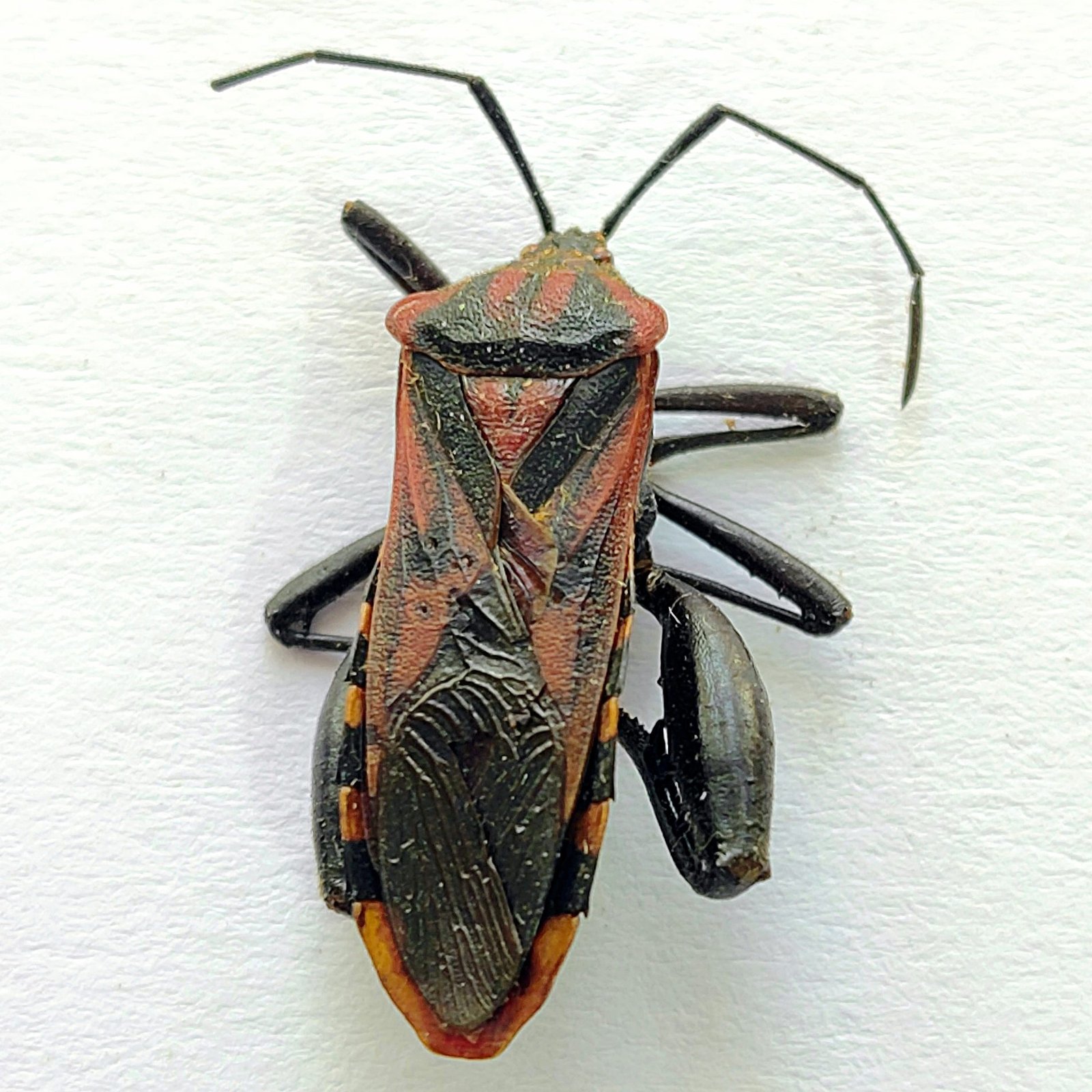 2 Coreidae - Image 3