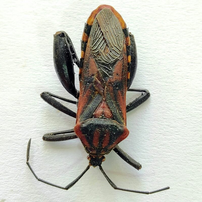 2 Coreidae