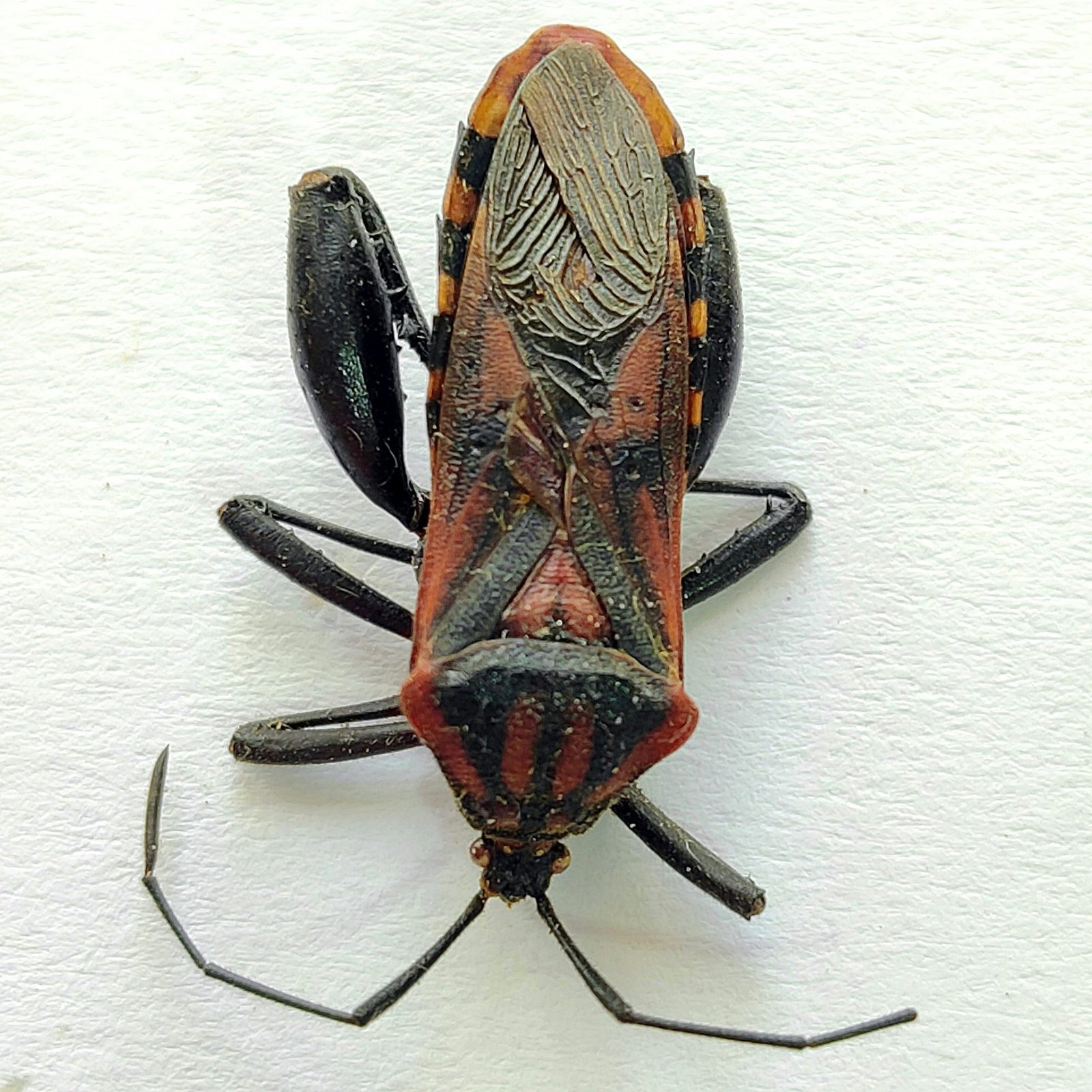 2 Coreidae