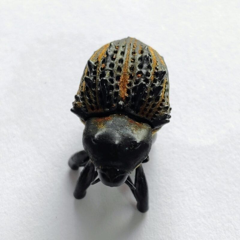 2 Curculionidae
