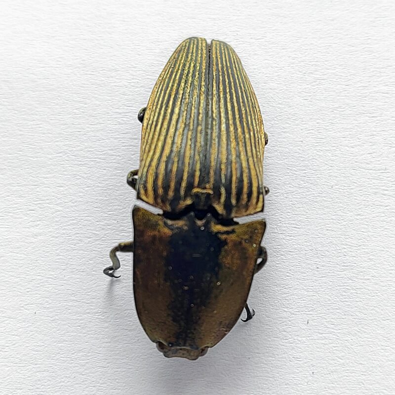 2 Elateridae