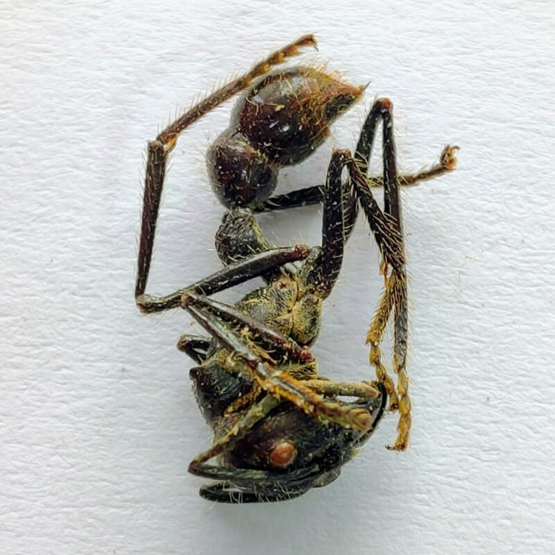 2 Formicidae