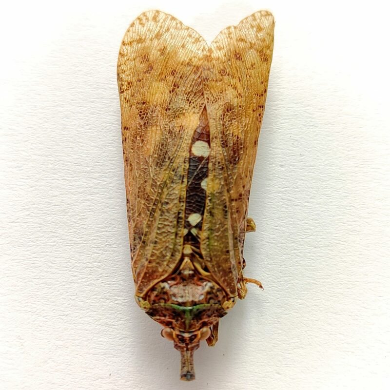 2 Fulgoridae