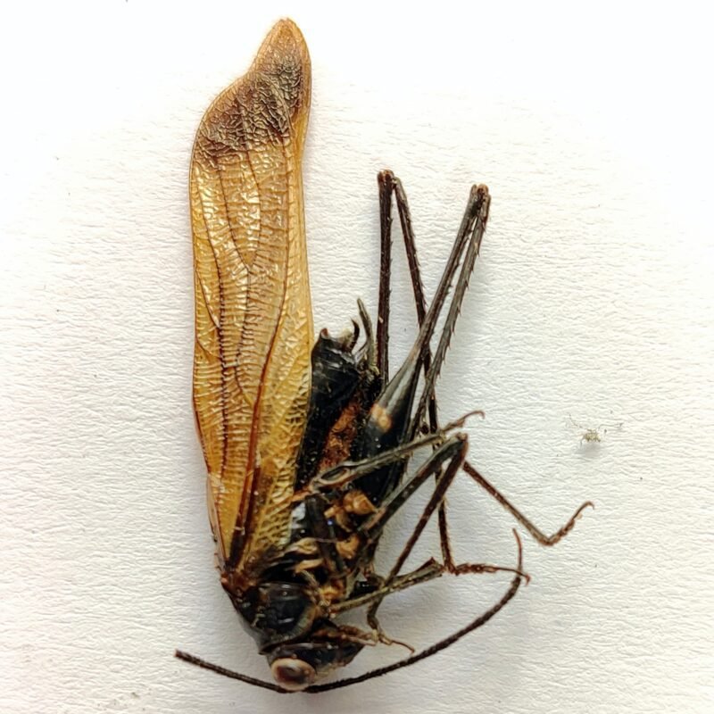 2 Orthoptera