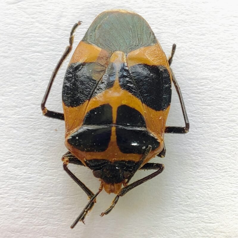 2 Pentatomidae