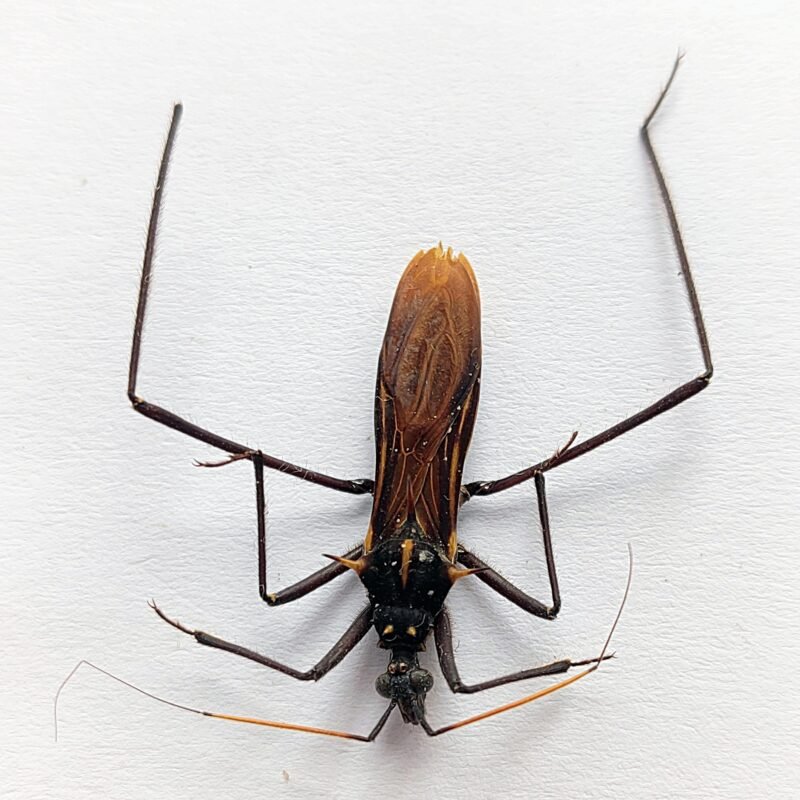 2 Reduviidae