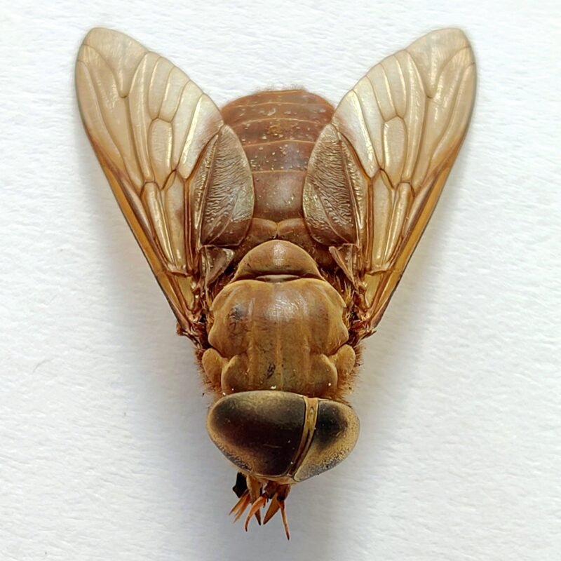 2 Tabanidae