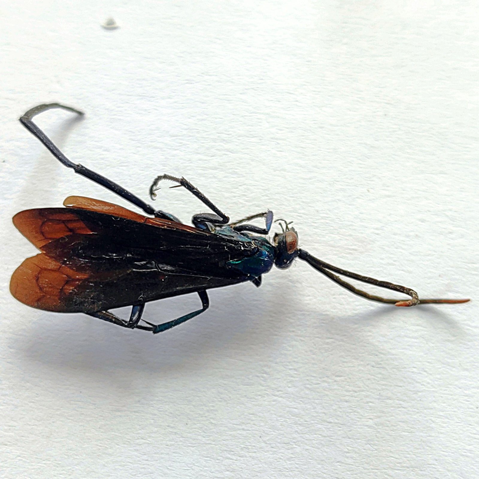 2 Vespidae - Image 2