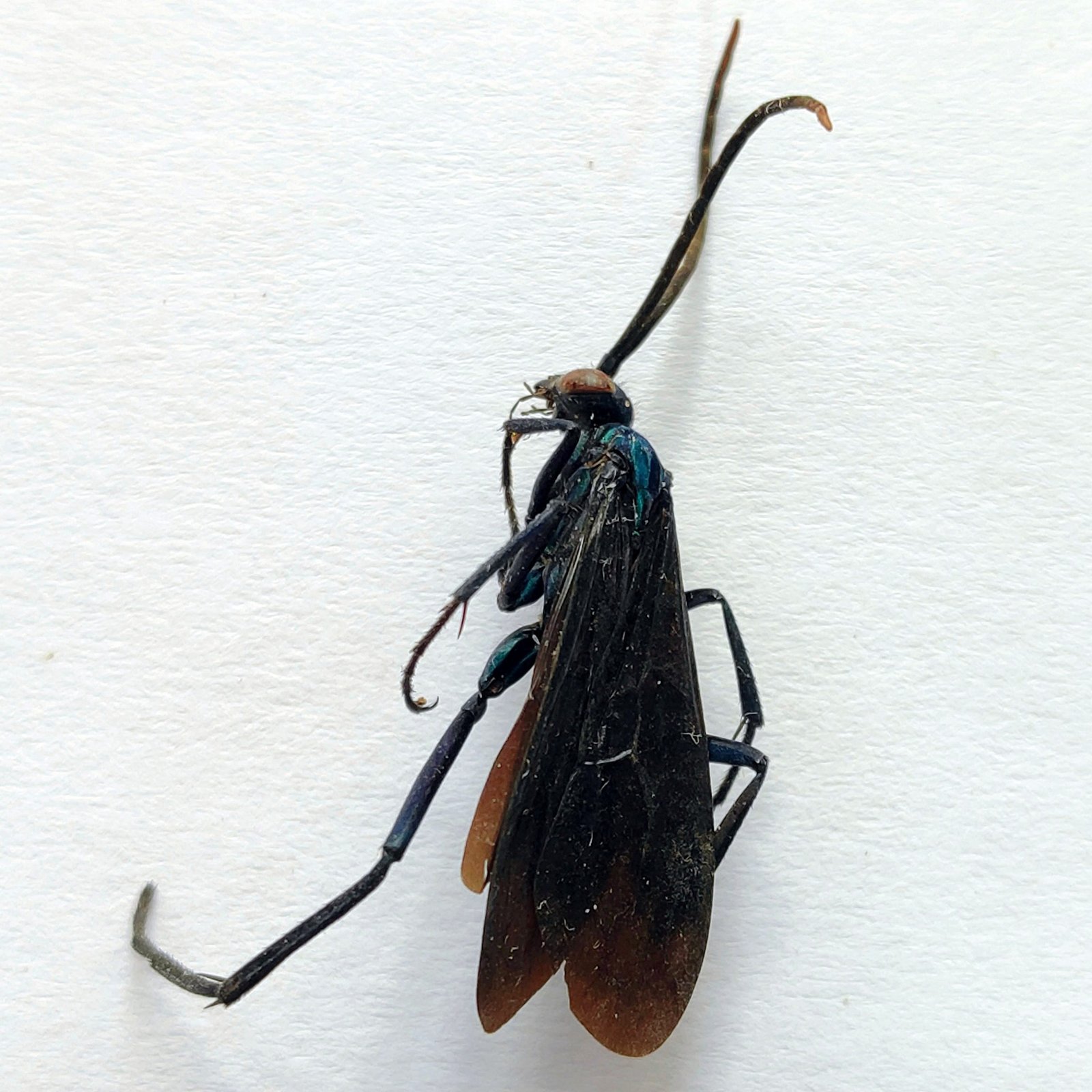 2 Vespidae - Image 3